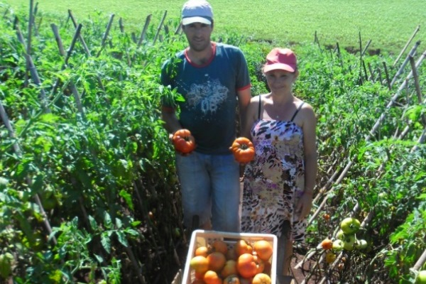 Produção de tomate ganha destaque em Sarandi