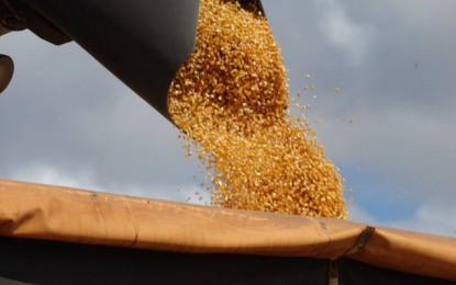 Colheita de milho no Rio Grande do Sul começa nos próximos dias