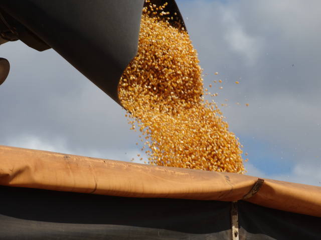 Colheita de milho no Rio Grande do Sul começa nos próximos dias