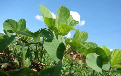 Kátia e Dilma discutem seguro safra nesta terça