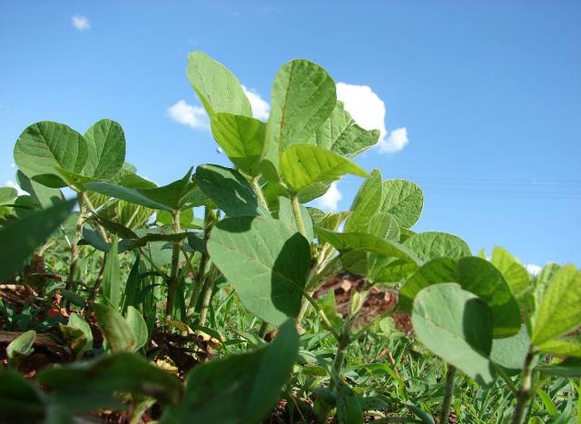 Kátia e Dilma discutem seguro safra nesta terça