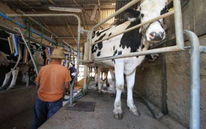 Crise na produção de leite atinge fortemente economia da região Noroeste
