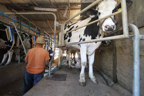 Crise na produção de leite atinge fortemente economia da região Noroeste
