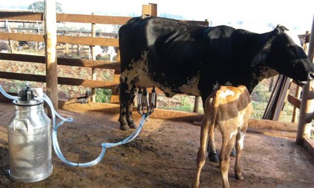 Rio Grande do Sul deve pedir crédito para produtor de leite afetado pela crise