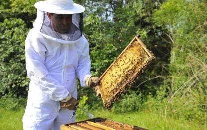Diminuição de 250 mil colmeias afeta a produção de mel no Estado