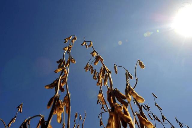 Bayer confirma interesse de adquirir unidade da CCGL no Estado