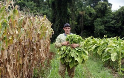 Agricultores reduzem dependência do tabaco, mas cultura ainda tem os maiores ganhos