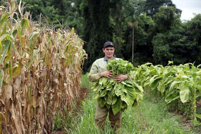 Agricultores reduzem dependência do tabaco, mas cultura ainda tem os maiores ganhos