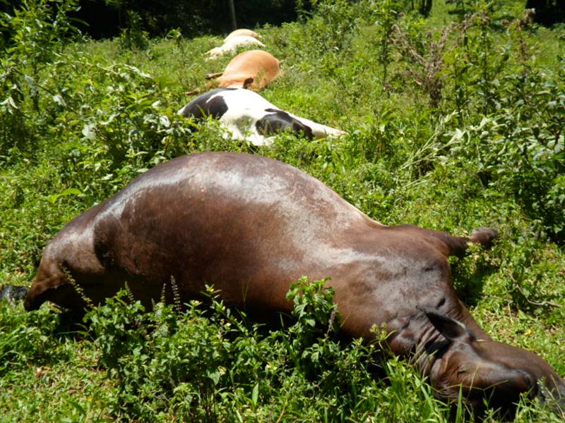 Cinco vacas leiteiras morreram após choque elétrico em Tiradentes do Sul