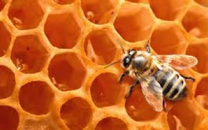 Sumiço de abelhas provoca preocupação e prejuízos à apicultores da região