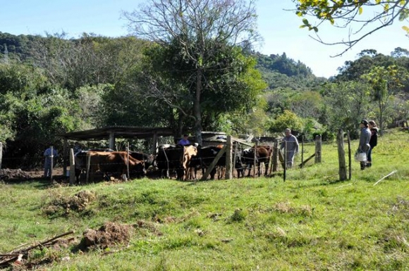 Vacinação contra febre aftosa supera meta e atinge 98,22% do rebanho gaúcho