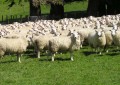 RS: O verão é da ovinocultura