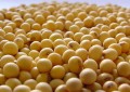 Sementes de alta qualidade aumentam produção de soja entre 10% e 15%