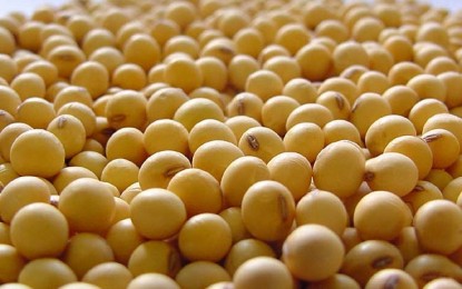 Sementes de alta qualidade aumentam produção de soja entre 10% e 15%