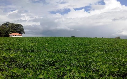 Clima favorece evolução das lavouras de soja no RS