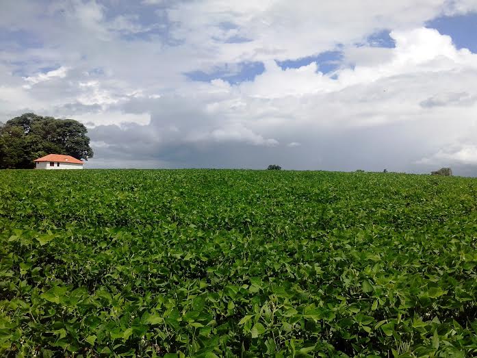 Clima favorece evolução das lavouras de soja no RS