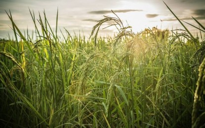 Sartori quer melhorar perspectivas da comercialização do arroz