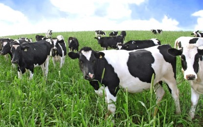 Clima beneficia pastagens e favorece rebanhos no Rio Grande do Sul