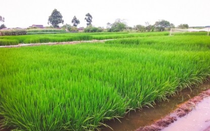 Clima liga sinal de alerta para produtores de arroz antes da colheita
