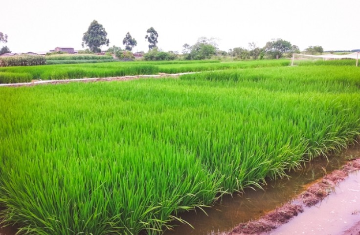 Clima liga sinal de alerta para produtores de arroz antes da colheita