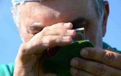 Áreas de soja em floração apresentam ferrugem asiática