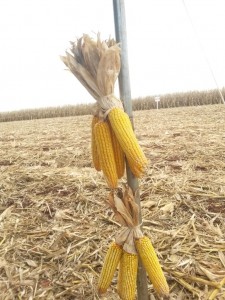 milho-16-01-2015-21-02