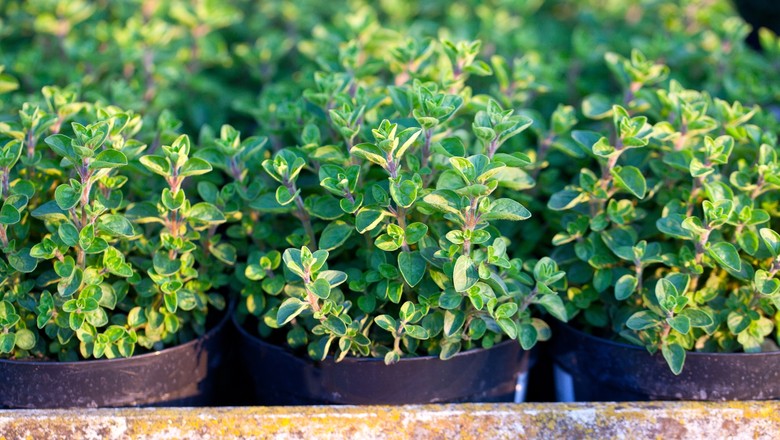 Extrato de orégano pode ajudar a controlar a diabetes tipo 2