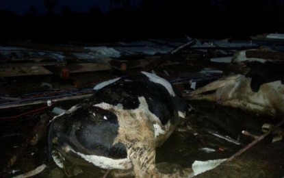 Temporal mata 16 vacas em Santo Cristo no RS