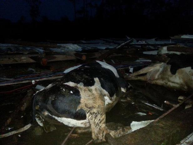 Temporal mata 16 vacas em Santo Cristo no RS