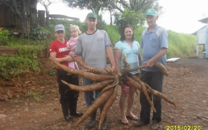 Agricultor colhe mandioca gigante em Miraguaí