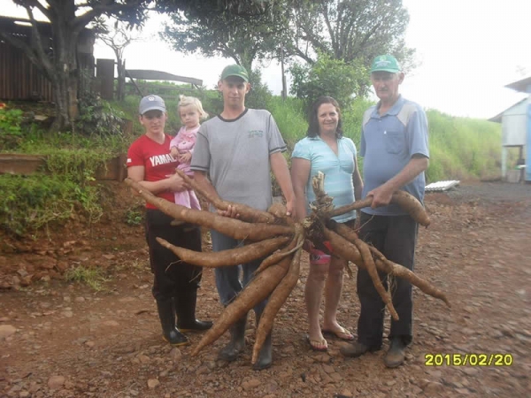 Agricultor colhe mandioca gigante em Miraguaí