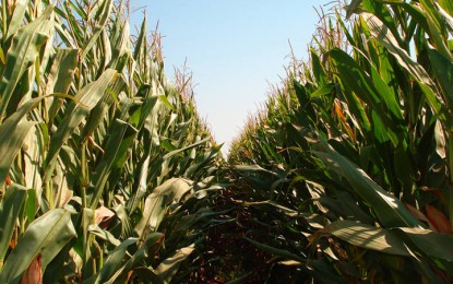 Produtividade do milho varia conforme a região no Rio Grande do Sul por causa do clima