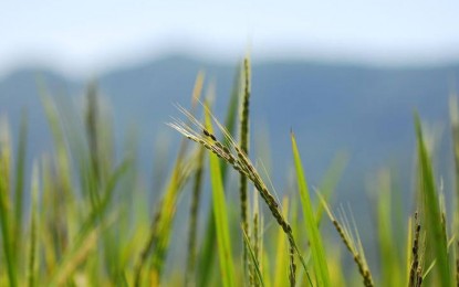 Lavouras de arroz no Rio Grande do Sul apresentam variações de produtividade na colheita