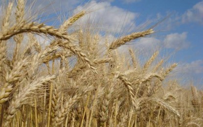 Estudo indica cultivares de trigo mais produtivas em sete regiões do Rio Grande do Sul