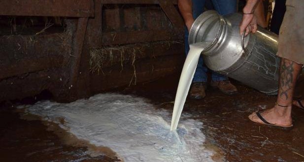 Com recolhimento suspenso pela greve dos caminhoneiros produtores jogam leite fora