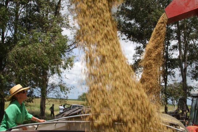 Alta no preço da energia e do diesel consome lucros do arroz