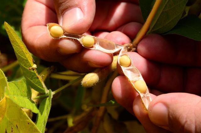 Colheita de grãos deve injetar R$ 121,97 bi na economia gaúcha