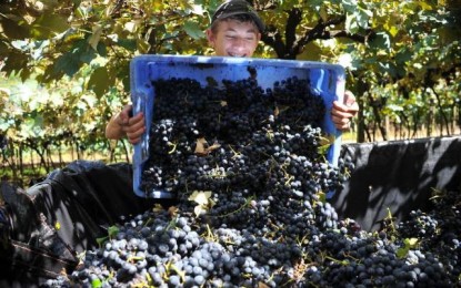 Clima favorável e boa qualidade trazem boa perspectiva para colheita da uva no Estado