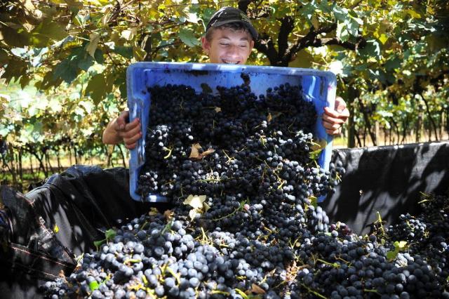 Clima favorável e boa qualidade trazem boa perspectiva para colheita da uva no Estado