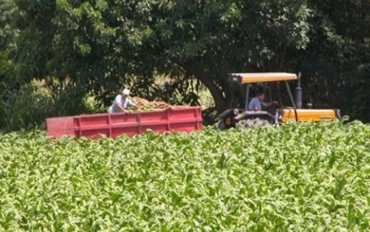 Fetag liga sinal de alerta na fumicultura