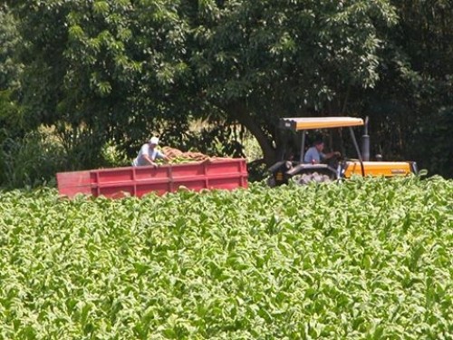 Fetag liga sinal de alerta na fumicultura