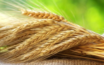 Trabalho em parceria amplia atuação da pesquisa com trigo no RS