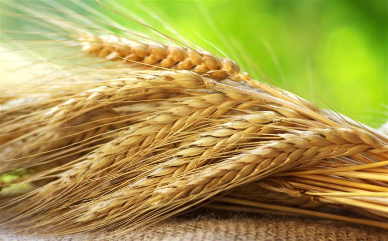 Trabalho em parceria amplia atuação da pesquisa com trigo no RS