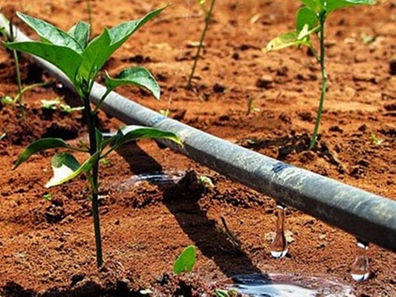 Sistema de irrigação por gotejamento poderá ser alternativa na agricultura