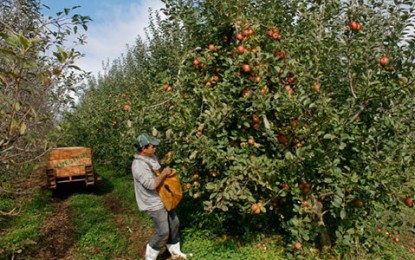 Clima favorece a safra da maçã no Rio Grande do Sul