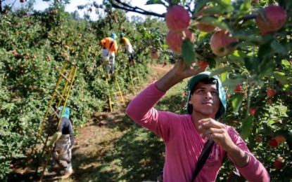 Professor troca baixo salário no Maranhão para colher maçã em Vacaria