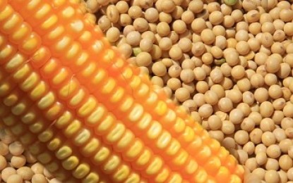 Beneficiadas pelo clima, lavouras de soja e milho apresentam bons rendimentos