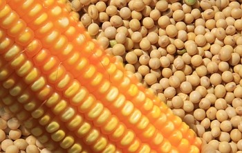 Beneficiadas pelo clima, lavouras de soja e milho apresentam bons rendimentos