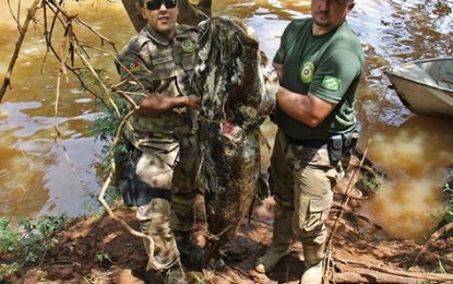 Peixe com cerca de 60 kg foi encontrado morto no Rio Uruguai