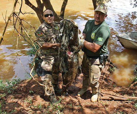 Peixe com cerca de 60 kg foi encontrado morto no Rio Uruguai